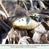 parnassius mnemosyne pupa4d